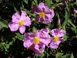 Cistus symphytifolius