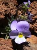 Teide-Veilchen