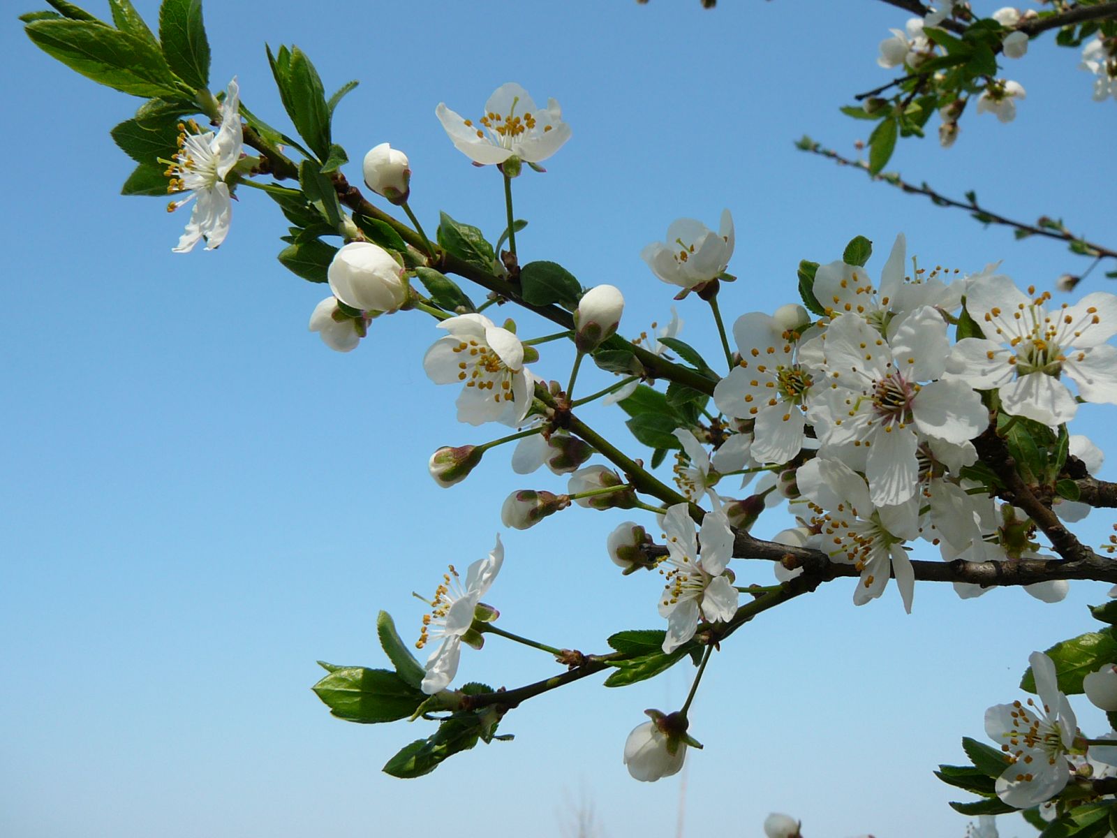 Vogel-Kirsche_Prunus avium