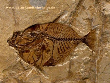 Bolca Fischfossil