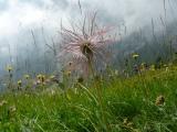 Pulsatilla sulphurea Fruchtstand