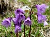 Soldanella alpina