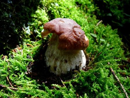 Steinpilz